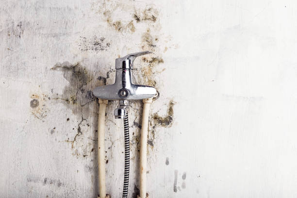 Best Emergency Mold Removal  in Hidalgo, TX