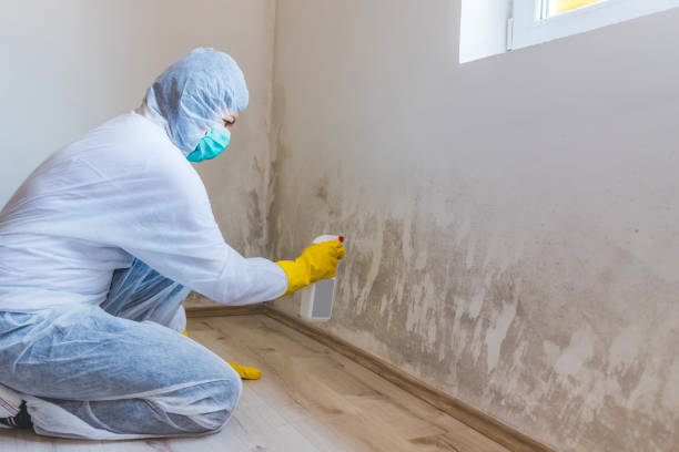 Best Attic Mold Removal  in Hidalgo, TX