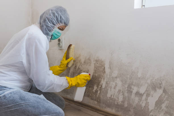 Best Office Mold Removal Services  in Hidalgo, TX