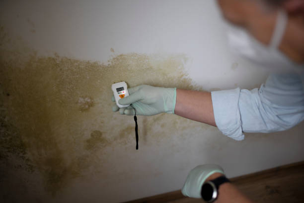 Best Residential Mold Removal  in Hidalgo, TX