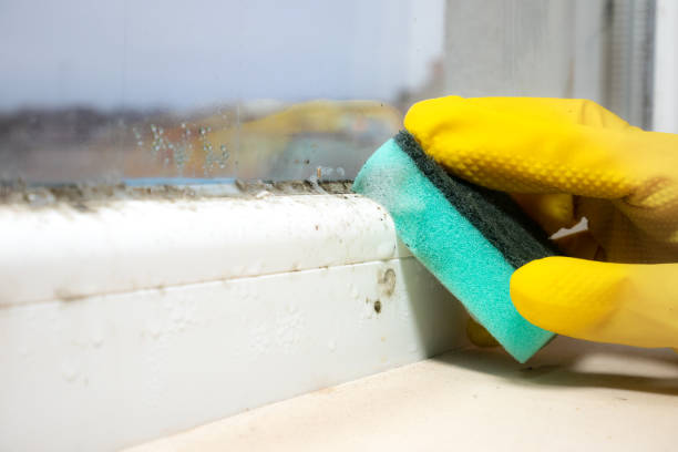 Certified Mold Removal in Hidalgo, TX