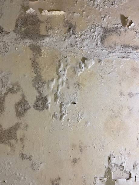 Best Mold Testing  in Hidalgo, TX