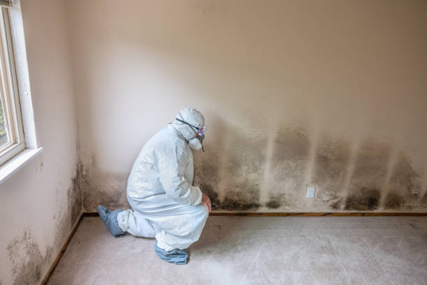 Best Mold Testing  in Hidalgo, TX