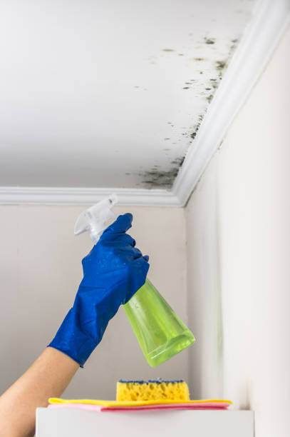 Best Mold Cleaning Services  in Hidalgo, TX